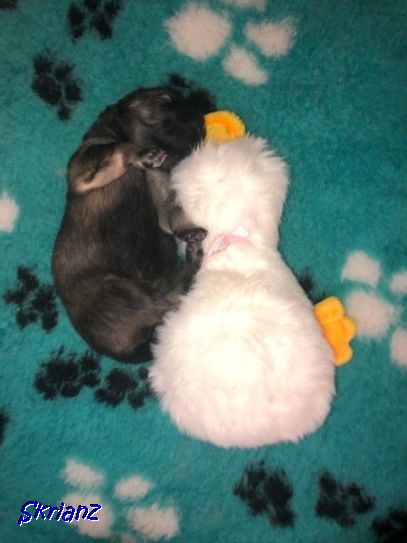 26.2.2021 - Ente mal 2